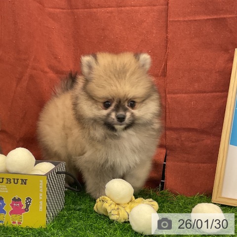 千葉県のポメラニアン (ペットプラス コトエ流山おおたかの森店/2025年12月1日生まれ/男の子/クリームセーブル)の子犬の4枚目の画像
