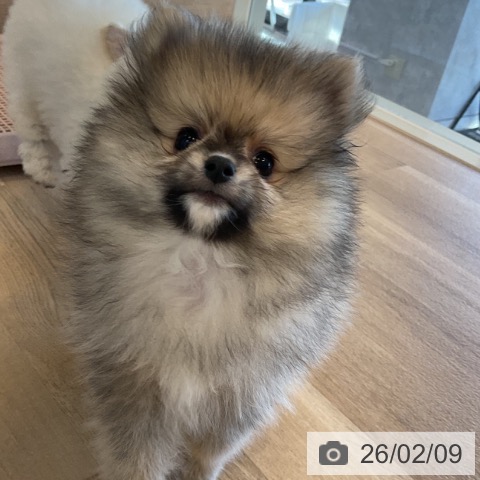 千葉県のポメラニアン (ペットプラス コトエ流山おおたかの森店/2025年12月1日生まれ/男の子/クリームセーブル)の子犬の4枚目の画像