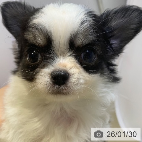 千葉県のチワワ(ロング) (ペットプラス 幕張新都心店/2025年12月1日生まれ/男の子/ブラックタンホワイト)の子犬の3枚目の画像