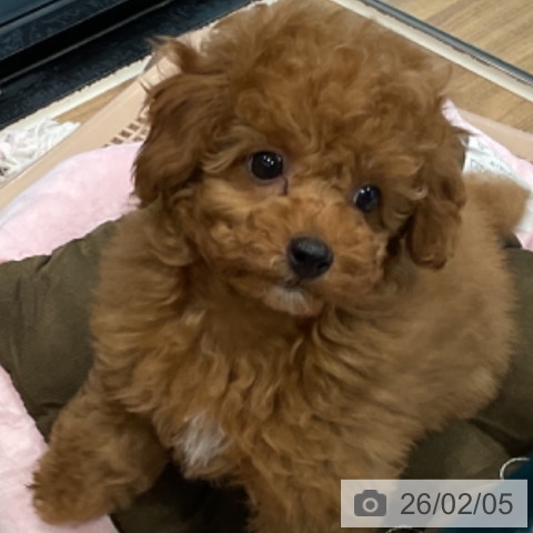 埼玉県のトイプードル(トイ) (ペッツワン 新座店/2025年11月27日生まれ/男の子/レッド)の子犬の3枚目の画像