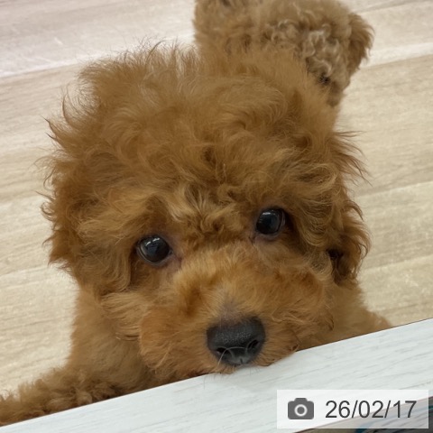 長野県のトイプードル(トイ) (ペットプラス 長野店/2025年11月27日生まれ/男の子/レッド)の子犬の3枚目の画像