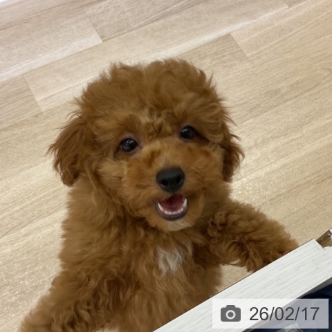 長野県のトイプードル(トイ) (ペットプラス 長野店/2025年11月27日生まれ/男の子/レッド)の子犬の4枚目の画像