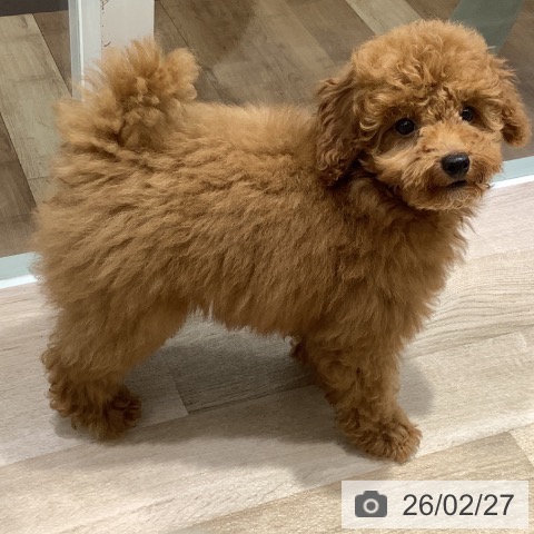 長野県のトイプードル(トイ) (ペットプラス 長野店/2025年11月27日生まれ/男の子/レッド)の子犬の3枚目の画像