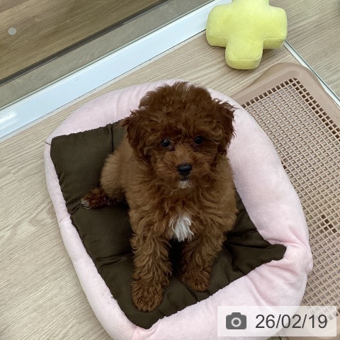 埼玉県のトイプードル(トイ) (ペットプラス 八潮店/2025年11月27日生まれ/女の子/レッド)の子犬の3枚目の画像