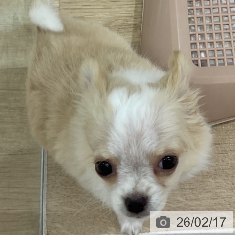 長野県のチワワ(ロング) (ペットプラス 長野店/2025年12月2日生まれ/男の子/クリームホワイト)の子犬の3枚目の画像