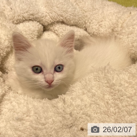 マンチカンの写真