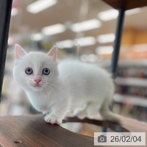 神奈川県のミヌエット (ペットプラス テラスモール湘南店/2025年11月28日生まれ/女の子/ブルーポイントホワイト)の子猫の4枚目の画像