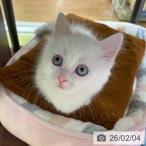 神奈川県のミヌエット (ペットプラス テラスモール湘南店/2025年11月28日生まれ/女の子/ブルーポイントホワイト)の子猫の3枚目の画像