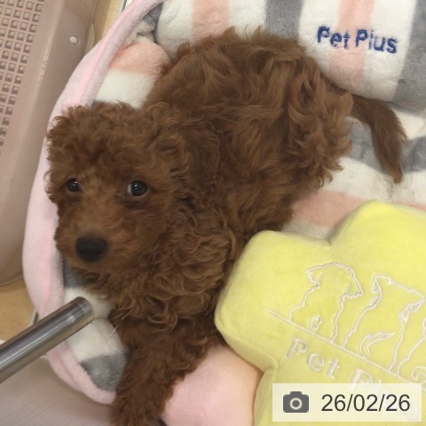 神奈川県のトイプードル(トイ) (ペットプラス 海老名店/2025年12月3日生まれ/男の子/レッド)の子犬の3枚目の画像