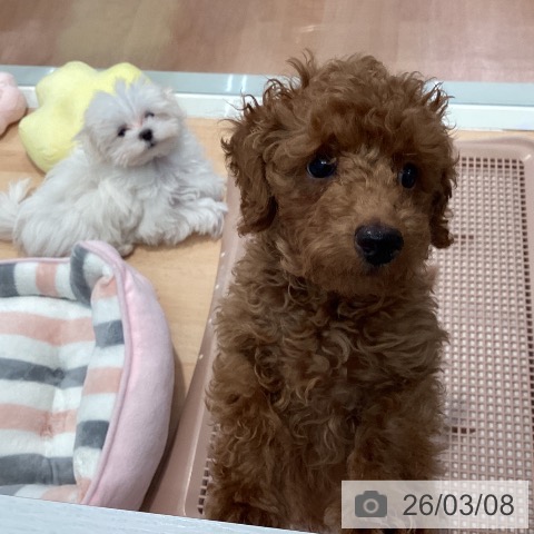 神奈川県のトイプードル(トイ) (ペットプラス 海老名店/2025年12月3日生まれ/男の子/レッド)の子犬の3枚目の画像