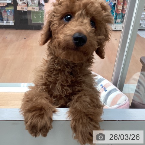 トイ・プードルの写真