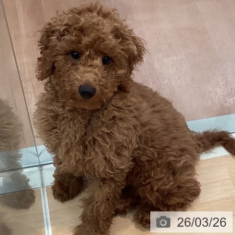 トイ・プードルの写真