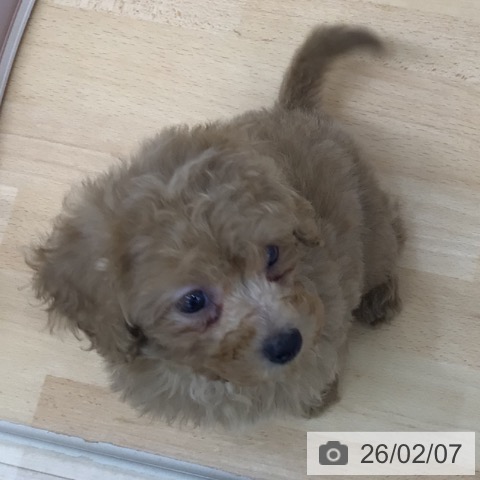 トイ・プードルの写真