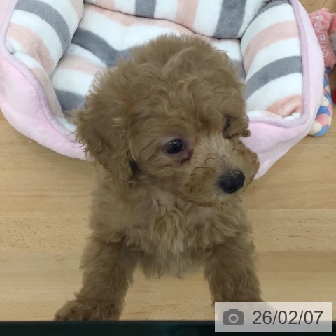 トイ・プードルの写真