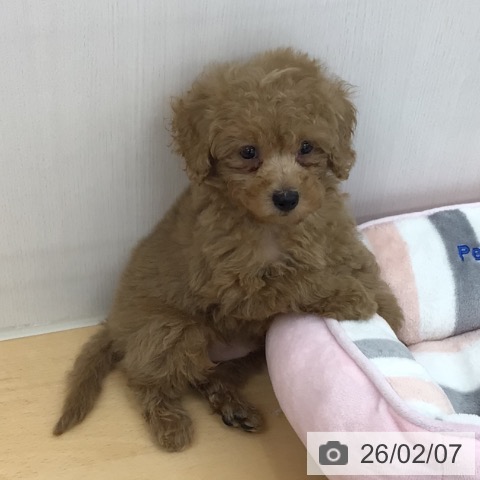 トイ・プードルの写真