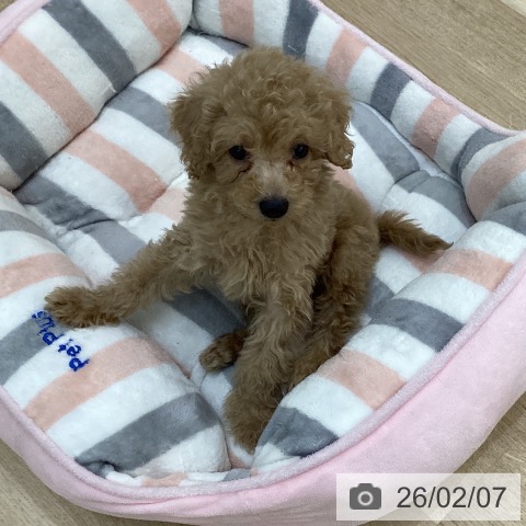 群馬県のトイプードル(トイ) (ペットプラス 前橋店/2025年12月3日生まれ/男の子/アプリコット)の子犬の3枚目の画像