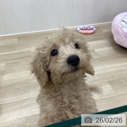 群馬県のトイプードル(トイ) (ペットプラス 前橋店/2025年12月3日生まれ/男の子/アプリコット)の子犬の3枚目の画像