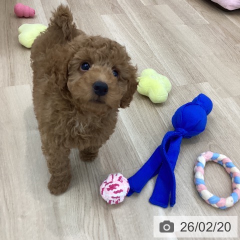 トイ・プードルの写真