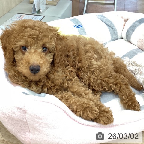 トイ・プードルの写真