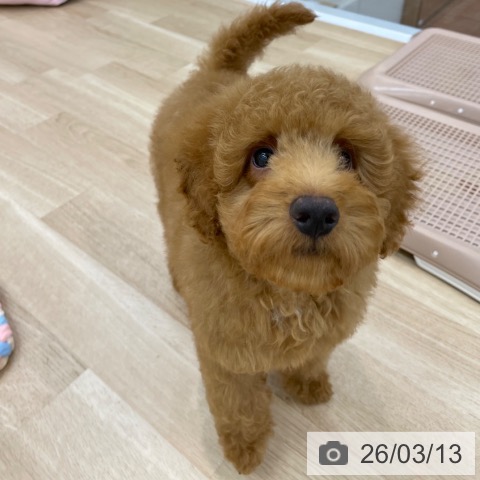 トイ・プードルの写真