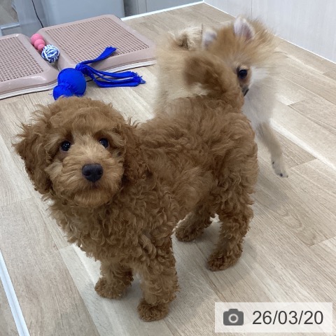 トイ・プードルの写真