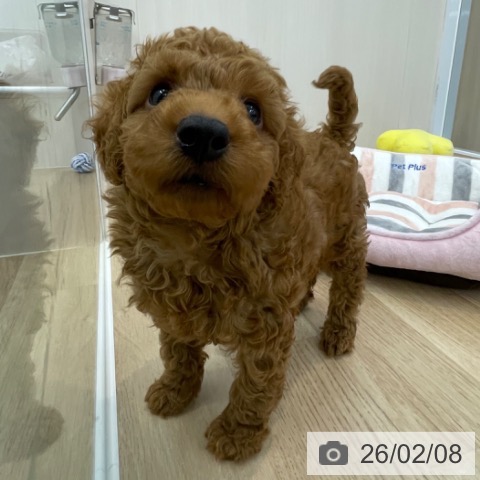 神奈川県のトイプードル(トイ) (ペットプラス 相模原並木店/2025年12月3日生まれ/男の子/レッド)の子犬の4枚目の画像