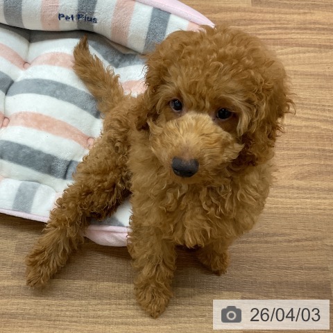 東京都のトイプードル(トイ) (ペッツワン 青梅インター店/2025年12月3日生まれ/男の子/レッド)の子犬の4枚目の画像