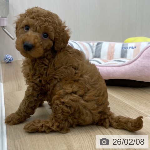 神奈川県のトイプードル(トイ) (ペットプラス 相模原並木店/2025年12月3日生まれ/男の子/レッド)の子犬の3枚目の画像