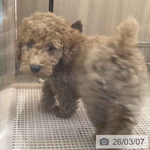 トイ・プードルの写真