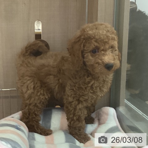 トイ・プードルの写真