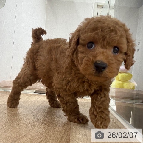 埼玉県のトイプードル(トイ) (ペットプラス 所沢店/2025年12月3日生まれ/女の子/レッド)の子犬の3枚目の画像