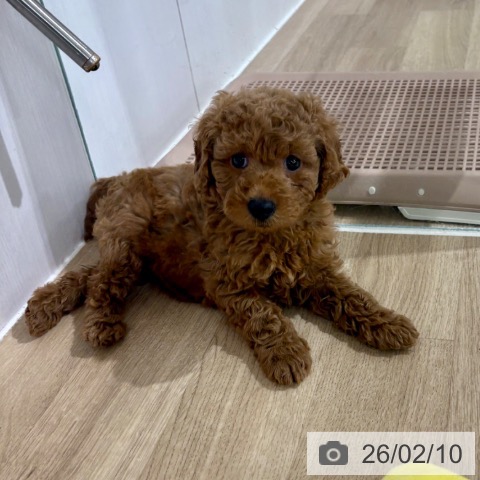 神奈川県のトイプードル(トイ) (ペッツワン 横須賀久里浜店/2025年12月3日生まれ/女の子/レッド)の子犬の3枚目の画像