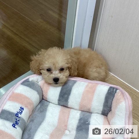 福島県のトイプードル(トイ) (ペットプラス 福島店/2025年12月3日生まれ/女の子/アプリコット)の子犬の3枚目の画像