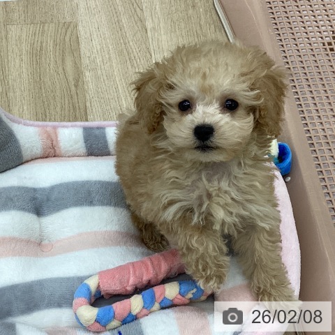 福島県のトイプードル(トイ) (ペットプラス 福島店/2025年12月3日生まれ/女の子/アプリコット)の子犬の4枚目の画像