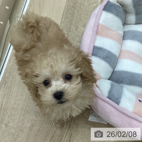 福島県のトイプードル(トイ) (ペットプラス 福島店/2025年12月3日生まれ/女の子/アプリコット)の子犬の3枚目の画像