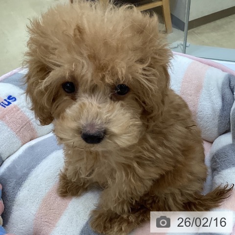 埼玉県のトイプードル(トイ) (ペットプラス 羽生店/2025年12月3日生まれ/女の子/アプリコット)の子犬の3枚目の画像
