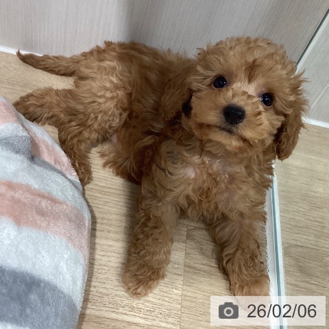 埼玉県のトイプードル(トイ) (ペットプラス ピオニウォーク東松山店/2025年12月3日生まれ/女の子/アプリコット)の子犬の3枚目の画像