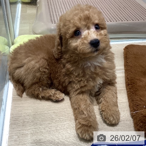 トイ・プードルの写真