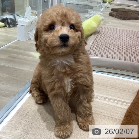 トイ・プードルの写真