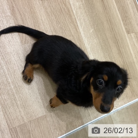 岩手県のミニチュアダックスフンド(ロング) (ペットプラス 盛岡南店/2025年12月2日生まれ/女の子/ブラックタン)の子犬の4枚目の画像