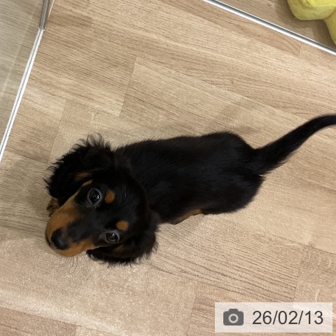 岩手県のミニチュアダックスフンド(ロング) (ペットプラス 盛岡南店/2025年12月2日生まれ/女の子/ブラックタン)の子犬の3枚目の画像