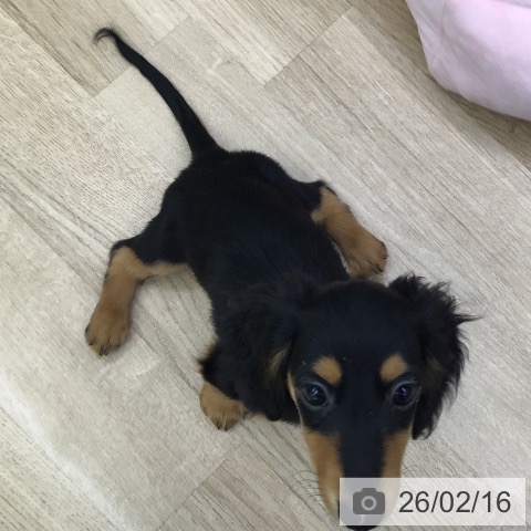 福島県のミニチュアダックスフンド(ロング) (ペットプラス 福島店/2025年12月2日生まれ/女の子/ブラックタン)の子犬の4枚目の画像