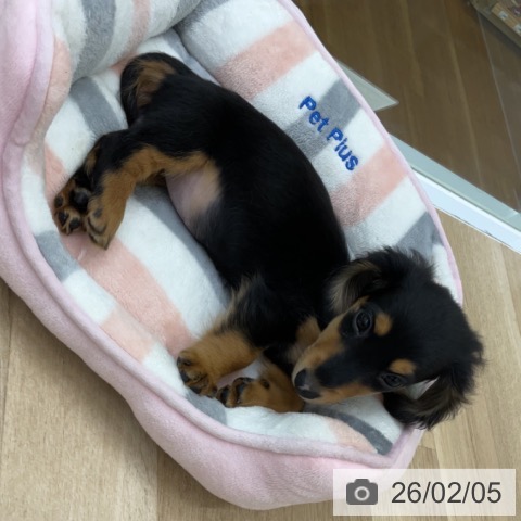 福島県のミニチュアダックスフンド(ロング) (ペットプラス 福島店/2025年12月2日生まれ/女の子/ブラックタン)の子犬の3枚目の画像