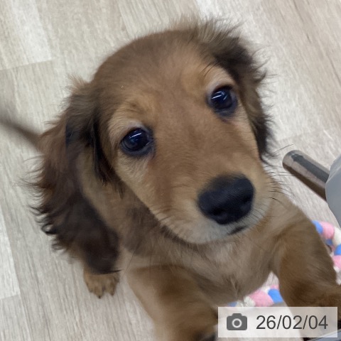 ミニチュア・ダックスフンドの写真