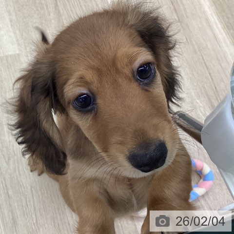 ミニチュア・ダックスフンドの写真