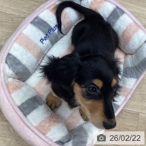 東京都のミニチュアダックスフンド(ロング) (ペットプラス むさし村山店/2025年12月3日生まれ/男の子/ブラックタン)の子犬の3枚目の画像