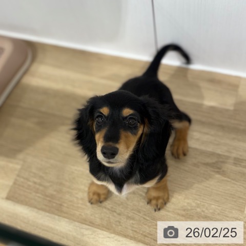 埼玉県のミニチュアダックスフンド(ロング) (ペットプラス 所沢店/2025年12月3日生まれ/男の子/ブラックタン)の子犬の3枚目の画像