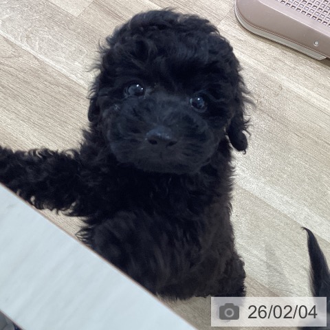 トイ・プードルの写真