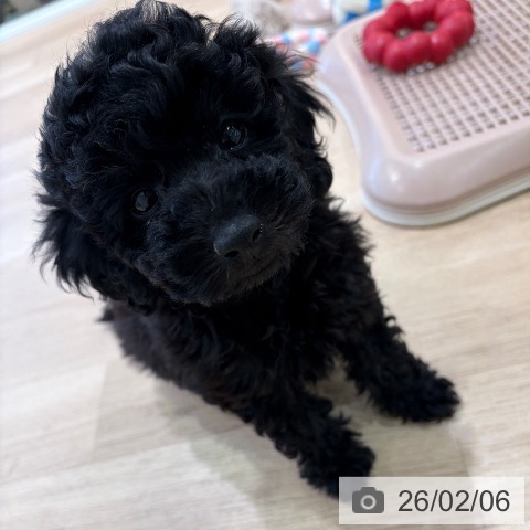 トイ・プードルの写真