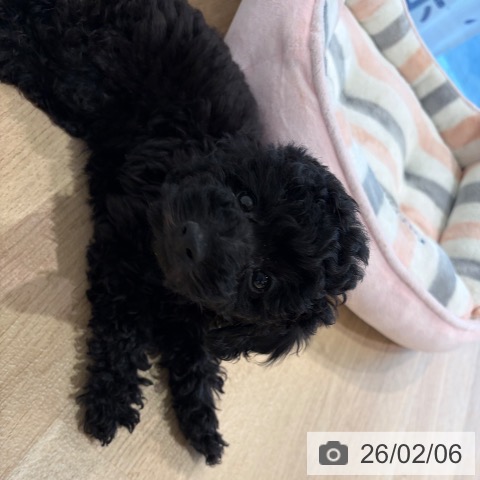 トイ・プードルの写真